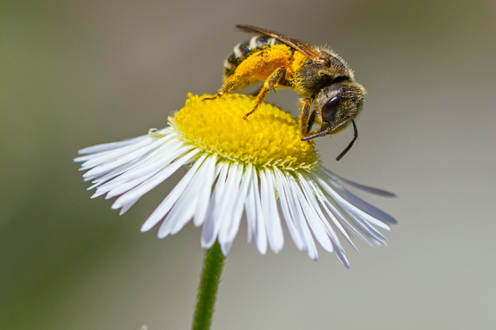 Wasp