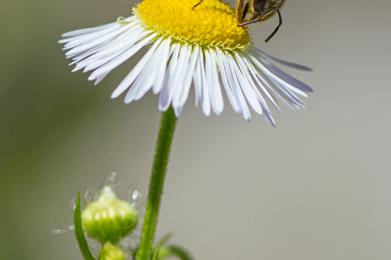 Wasp