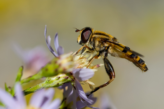 Wasp