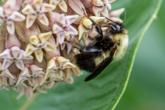 Bee