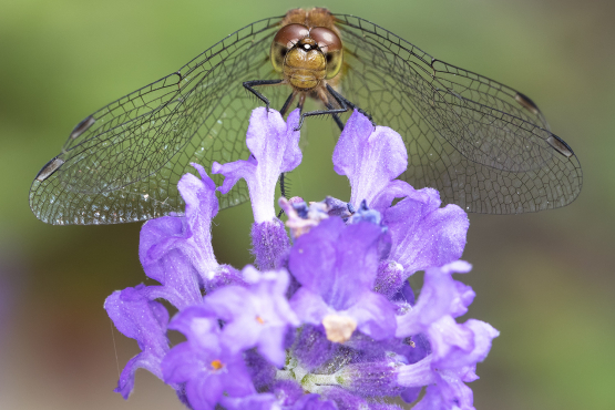 Meadowhawk