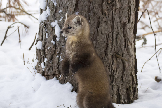 Pine Martin