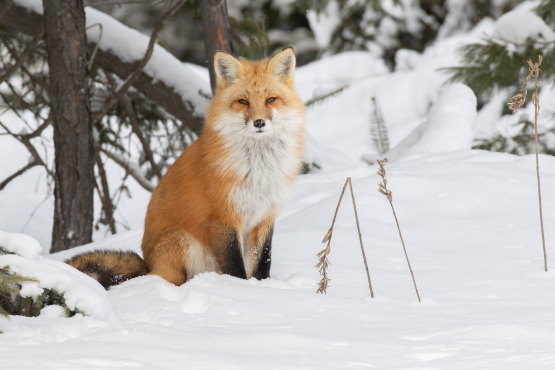 Red Fox