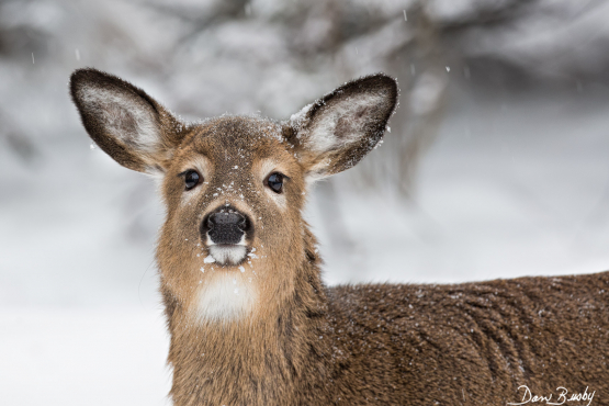 White-tailed Deer