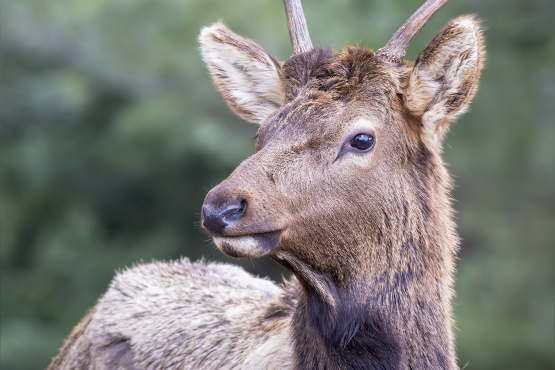 Elk