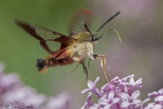 Hummingbird moth