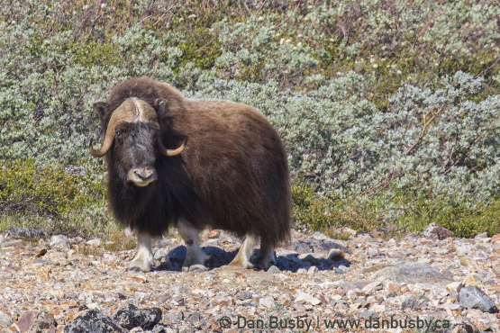 Muskox