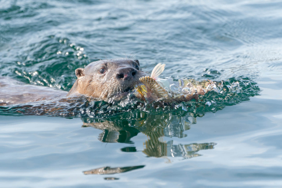 River Otter