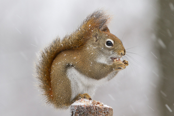 Red Squirrel