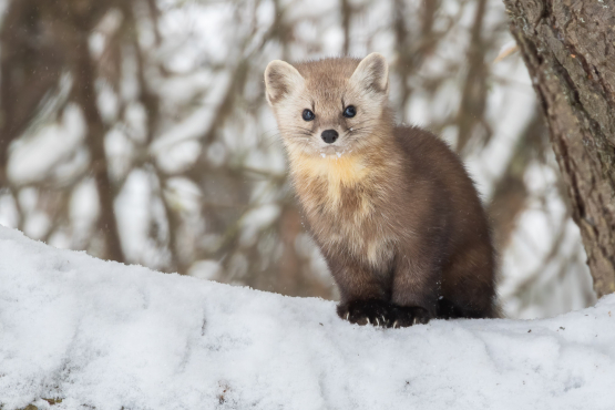 Pine Martin