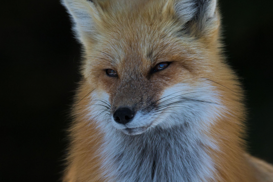 Red Fox