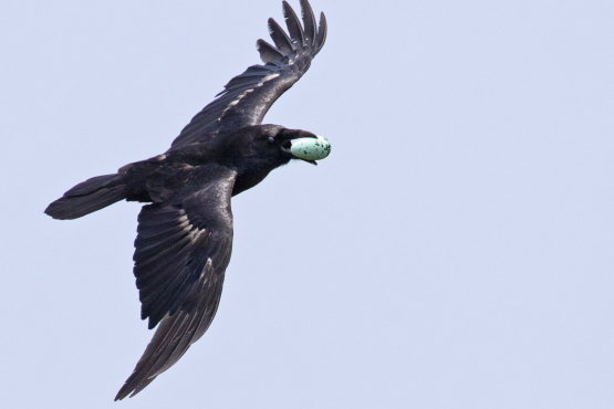 CORA