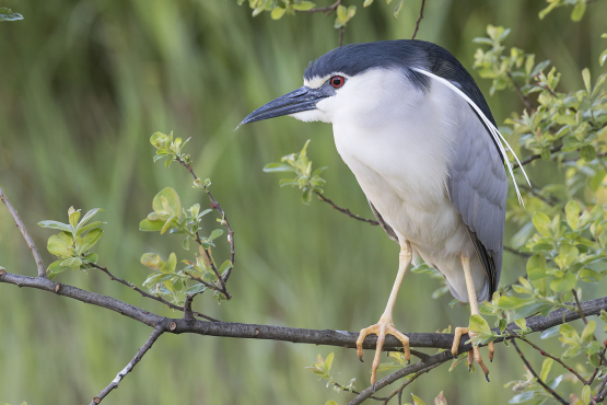 Black-crowned Night Heron