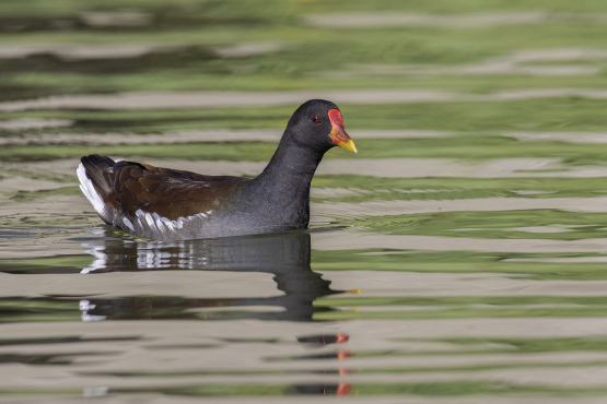 Common Moorhen