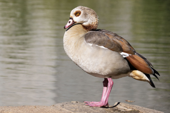 Egyptian Goose