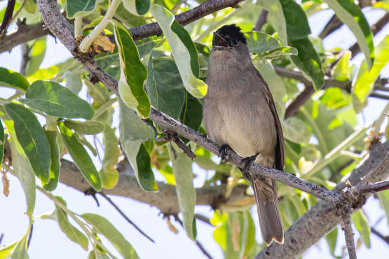 Blackcap