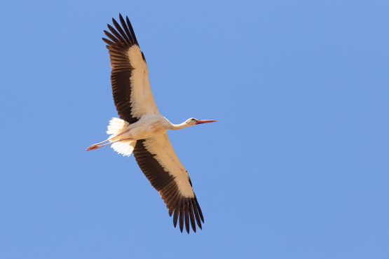 White Stork