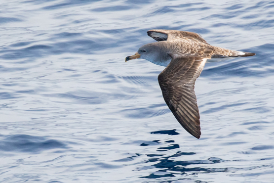 Corey's Shearwater