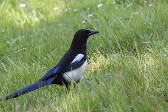 Magpie