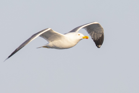 Yellow-legged Gull