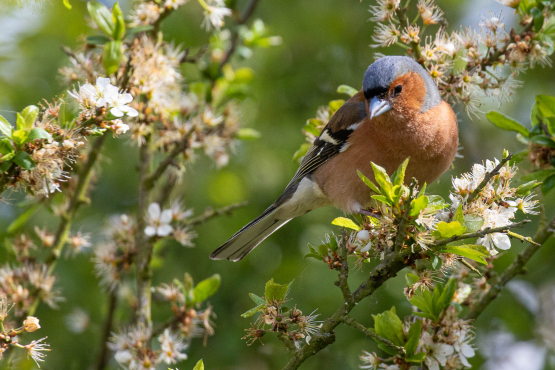 Chaffinch