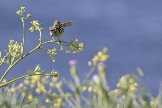 Meadow Pipit