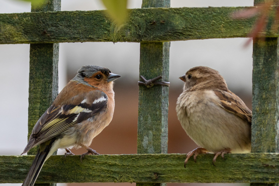 Chaffinch