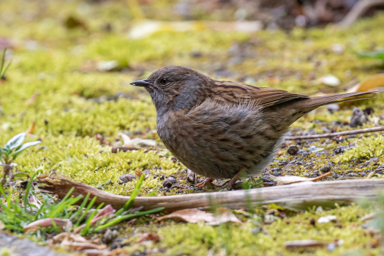 Dunnock