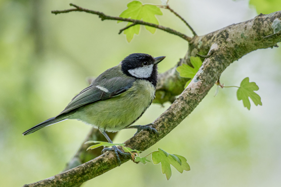 Great Tit