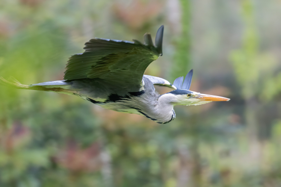 Grey Heron