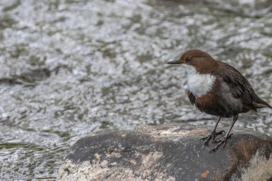 White-throated Dipper