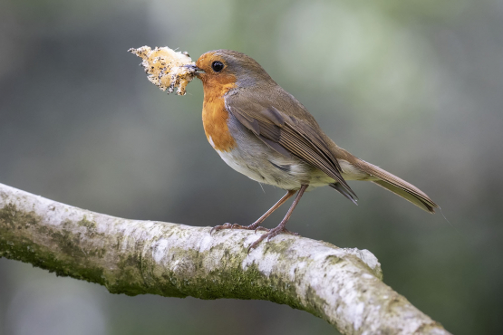 European Robin