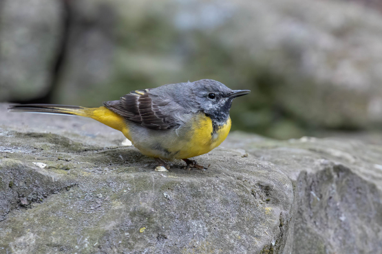 Grey Wagtail