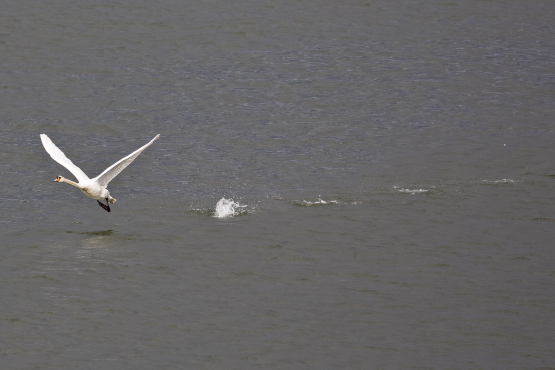 Mute Swan