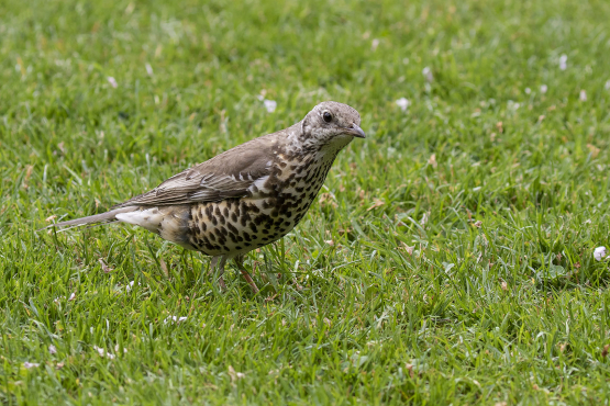 Mistle Thrush