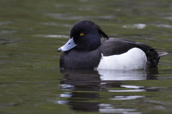 Tufted Duck