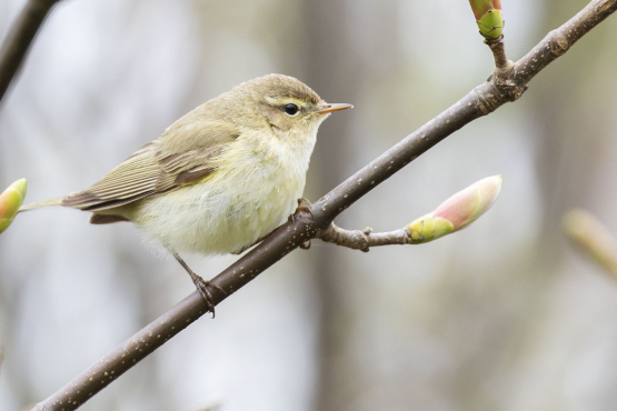 Chiffchaff