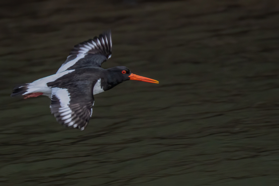 Eurasian Oystercatcher