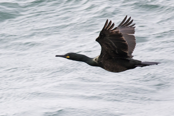 European Shag