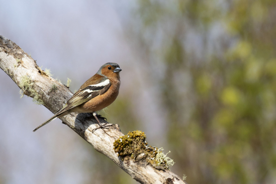 Chaffinch