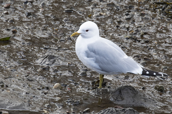 Common Gull