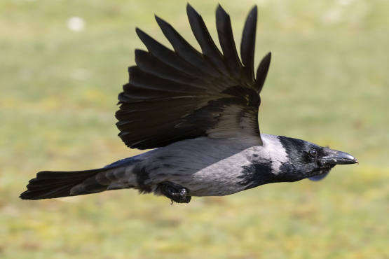 Hooded Crow