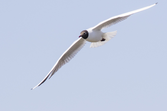 Black-headed Gull