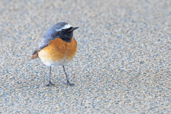 Common Redstart