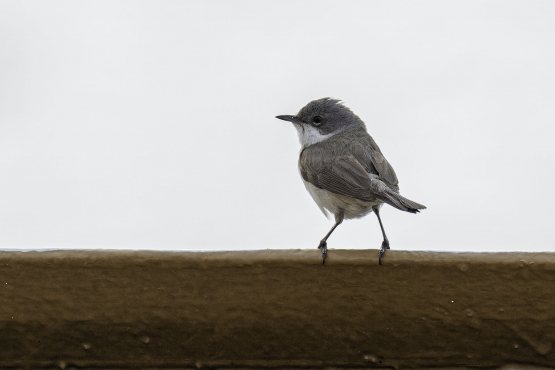 Common Whitethroat