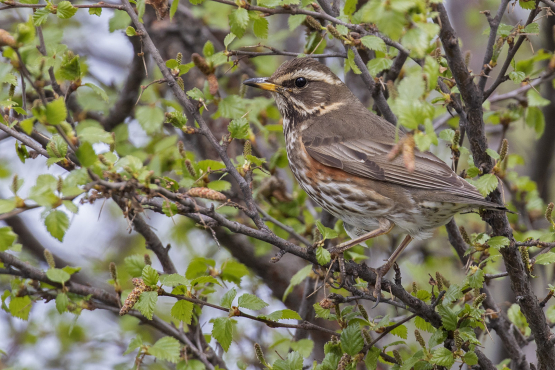 Redwing