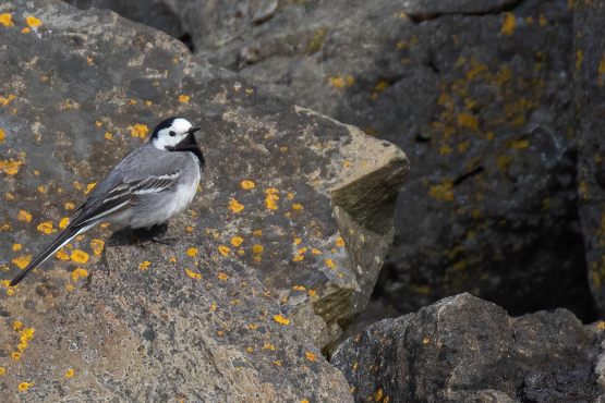 White Wagtail