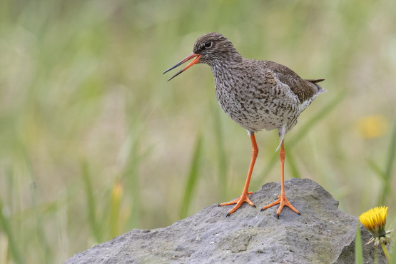 Redshank