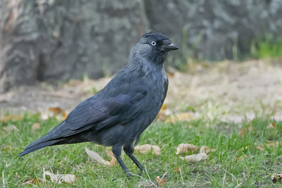 Jackdaw