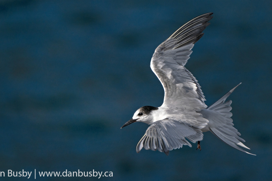 Common Tern